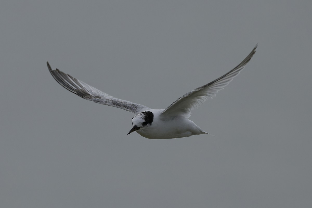 Australian Fairy Tern - ML641838795