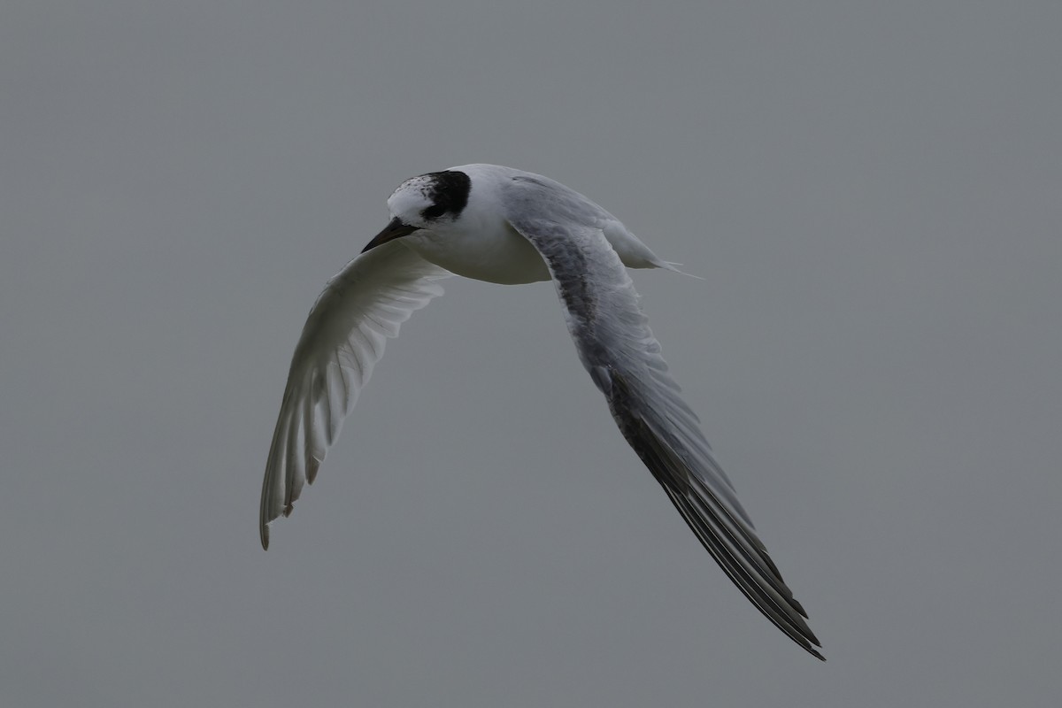 Australian Fairy Tern - ML641838796