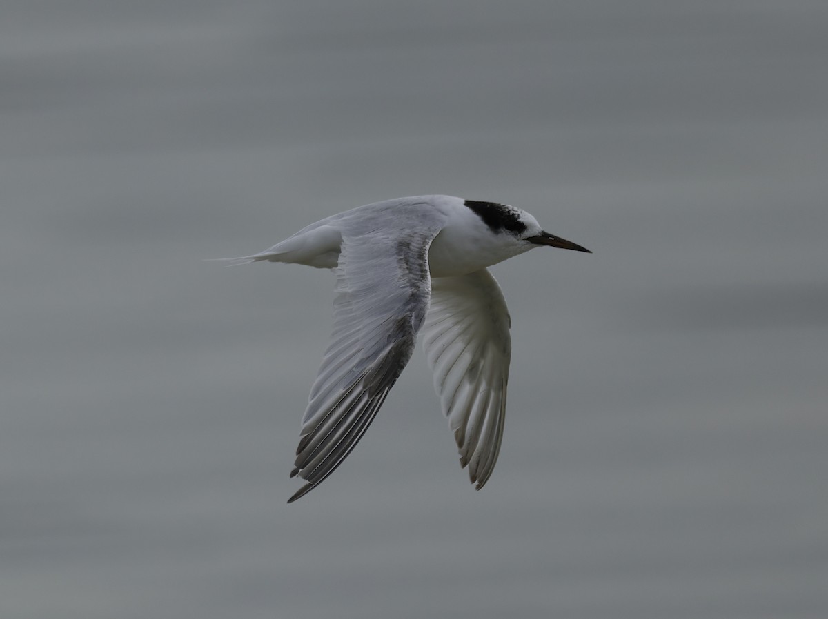 Australian Fairy Tern - ML641838797