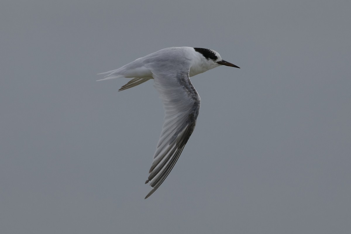 Australian Fairy Tern - ML641838798