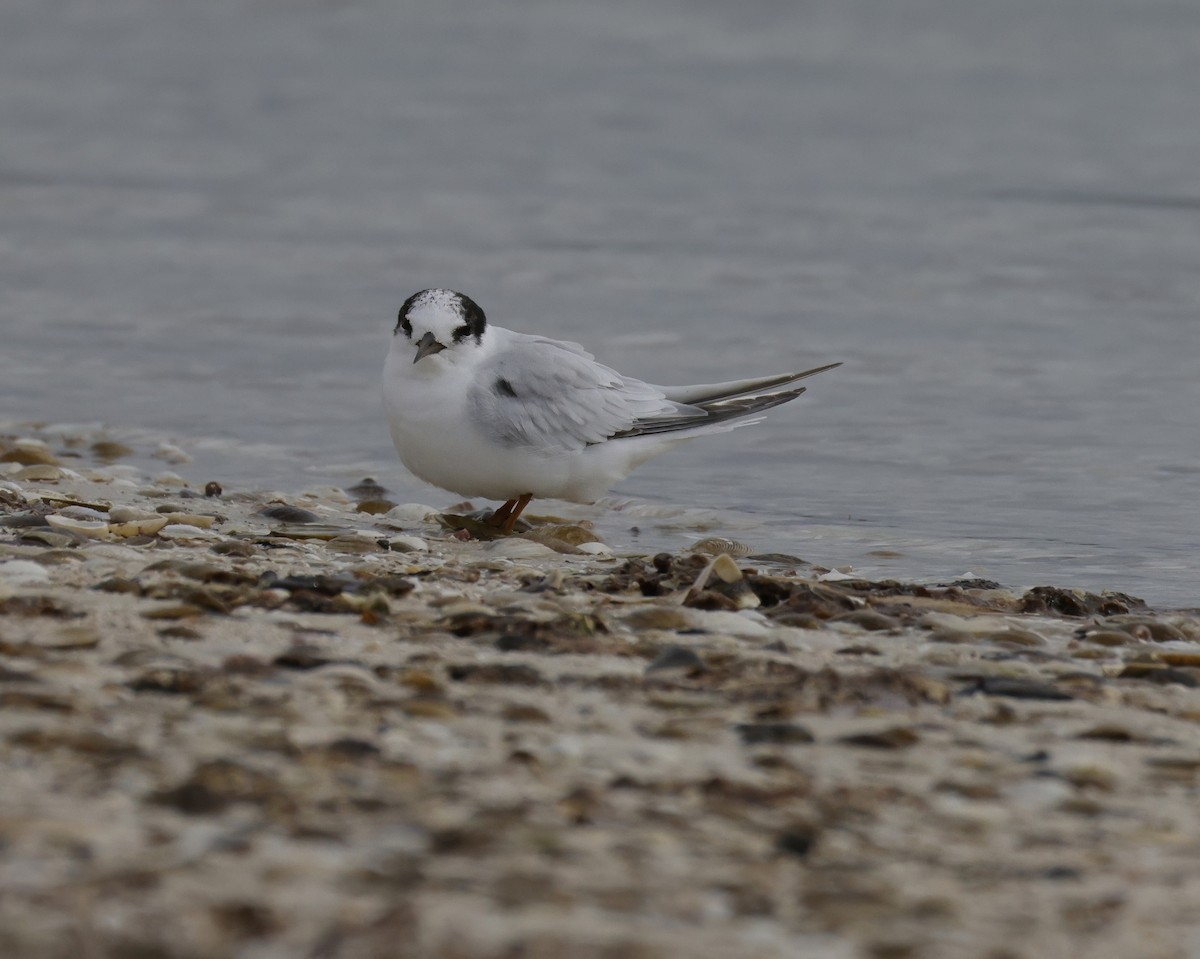 Australian Fairy Tern - ML641838799