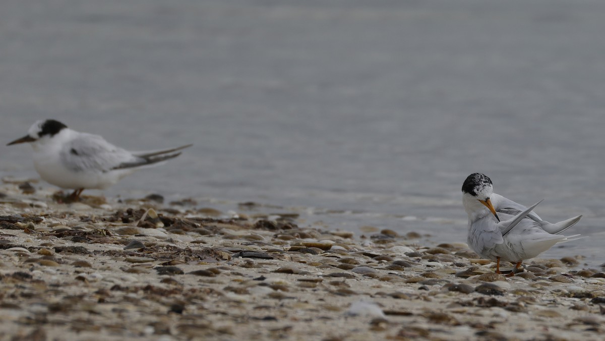 Australian Fairy Tern - ML641838801
