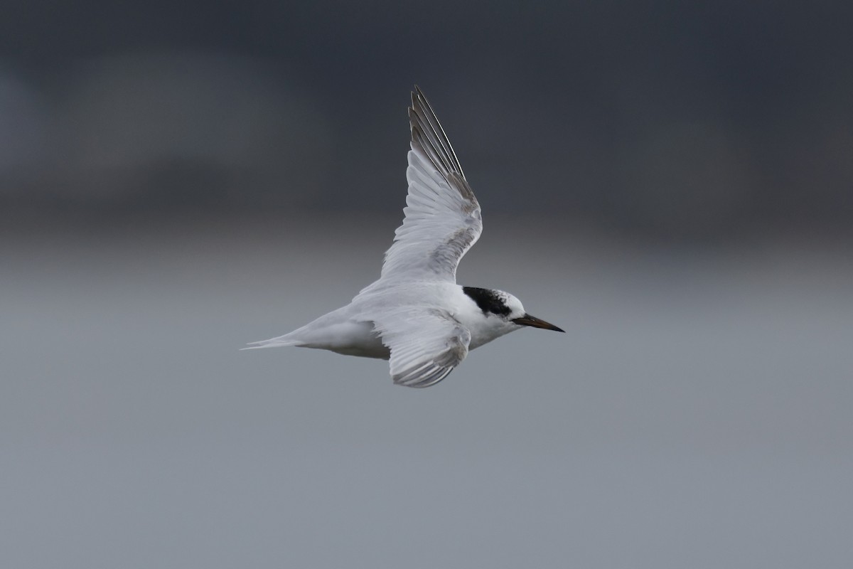 Australian Fairy Tern - ML641838802