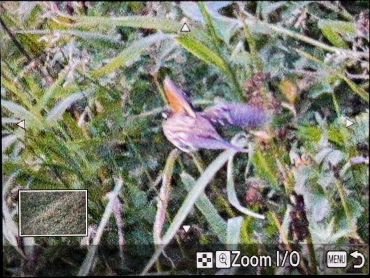 ムネアカイカル - ML641838803