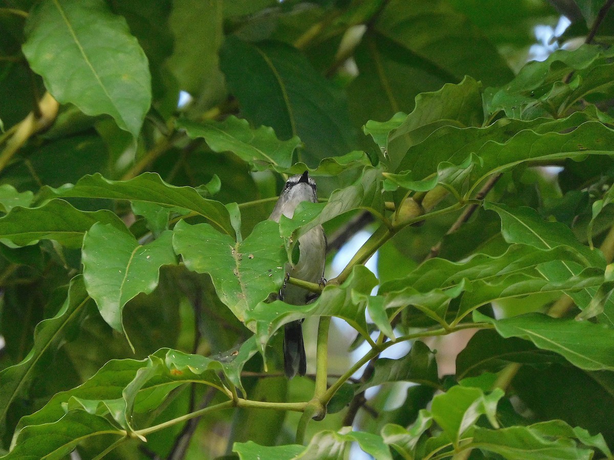 Brown Gerygone - ML641838805