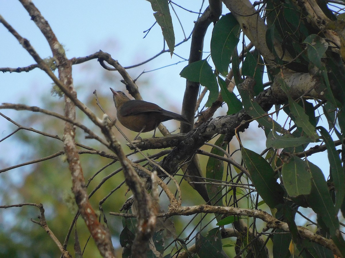 Rufous Shrikethrush - ML641838815