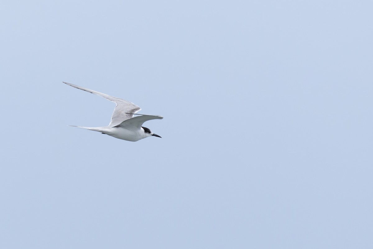 燕鷗 - ML641838851