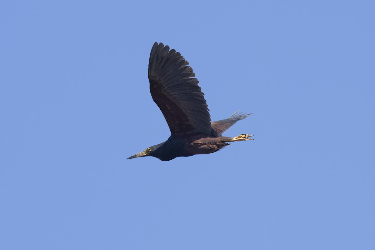 Rufous-bellied Heron - ML641838873