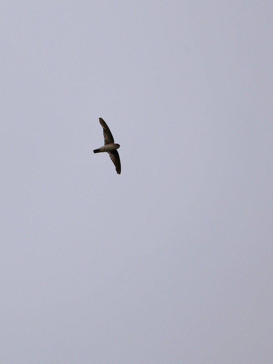 Indian Swiftlet - ML641838896