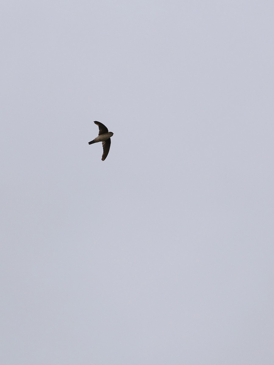 Indian Swiftlet - ML641838898