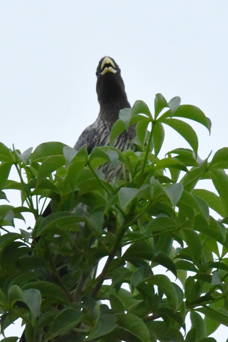 Western Plantain-eater - ML641838899