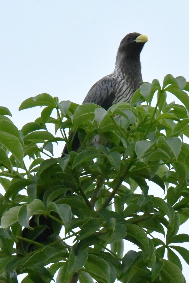 Western Plantain-eater - ML641838900