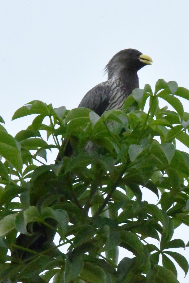 Western Plantain-eater - ML641838901