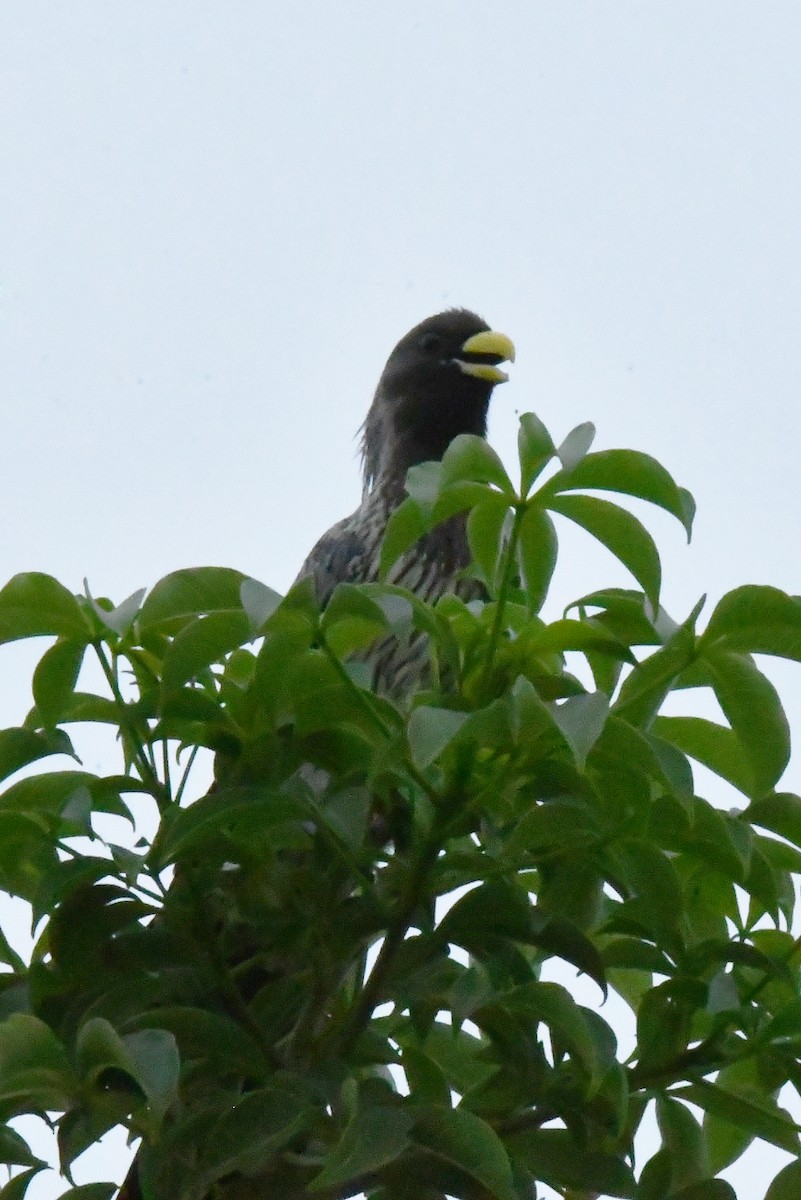 Western Plantain-eater - ML641838902
