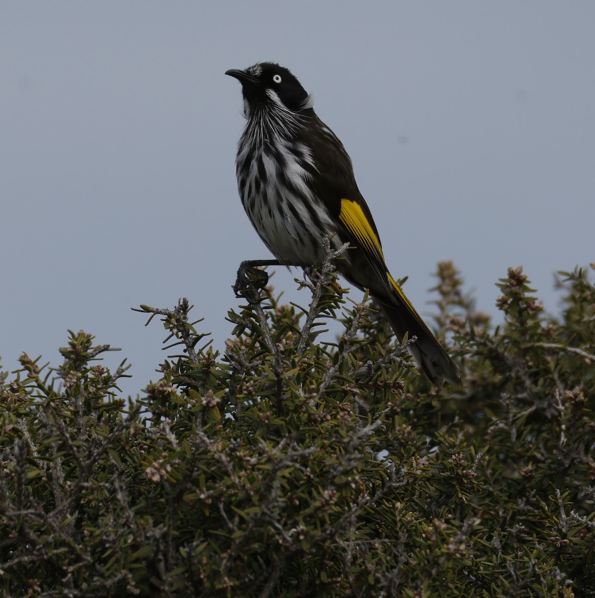 New Holland Honeyeater - ML641838906