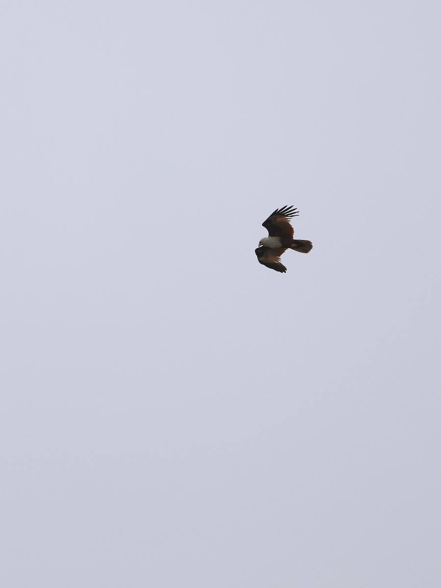 Brahminy Kite - ML641838916