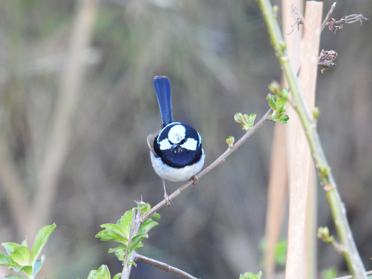 Superb Fairywren - ML641838917