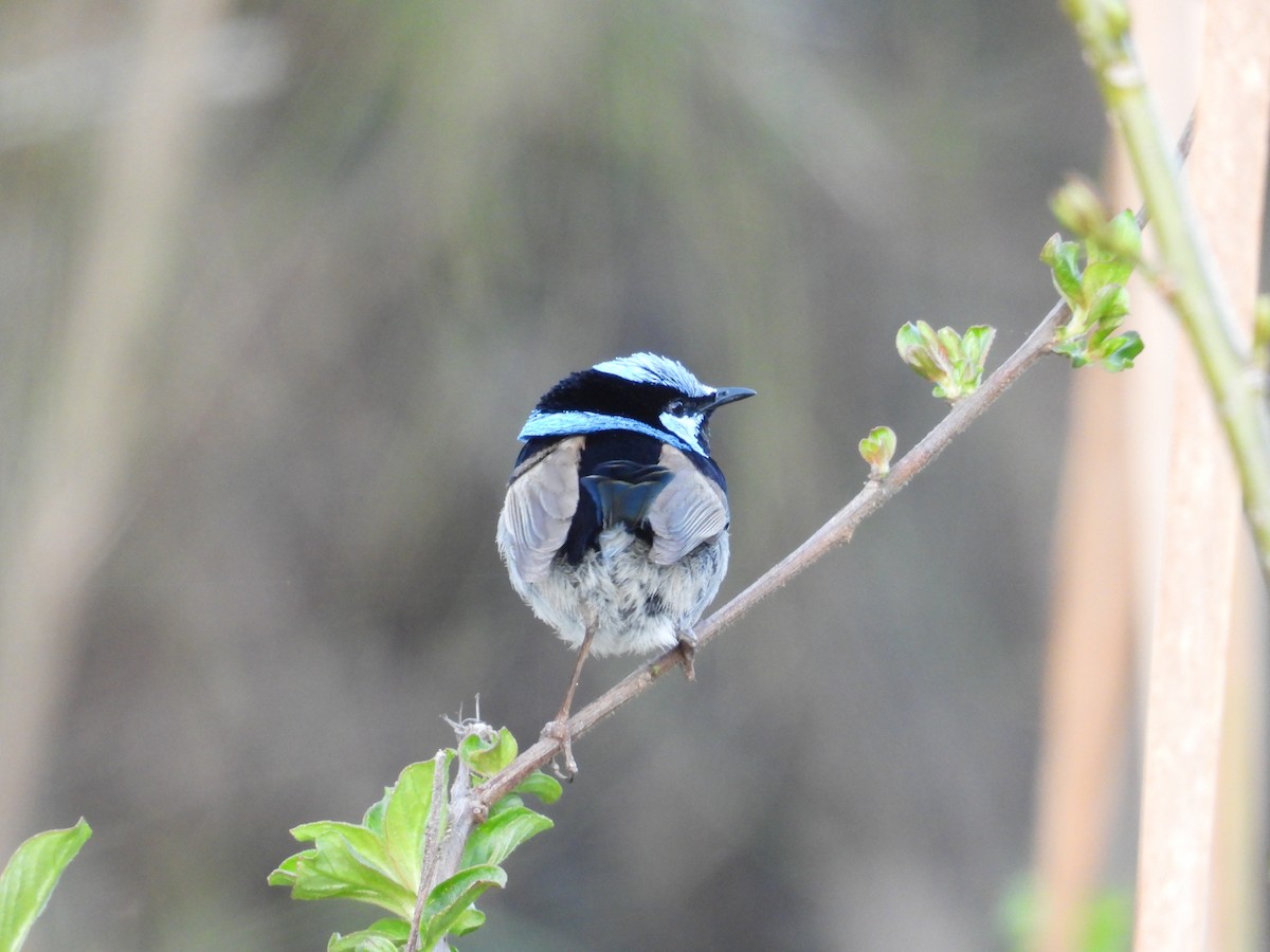 Superb Fairywren - ML641838919