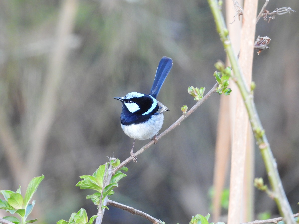 Superb Fairywren - ML641838920