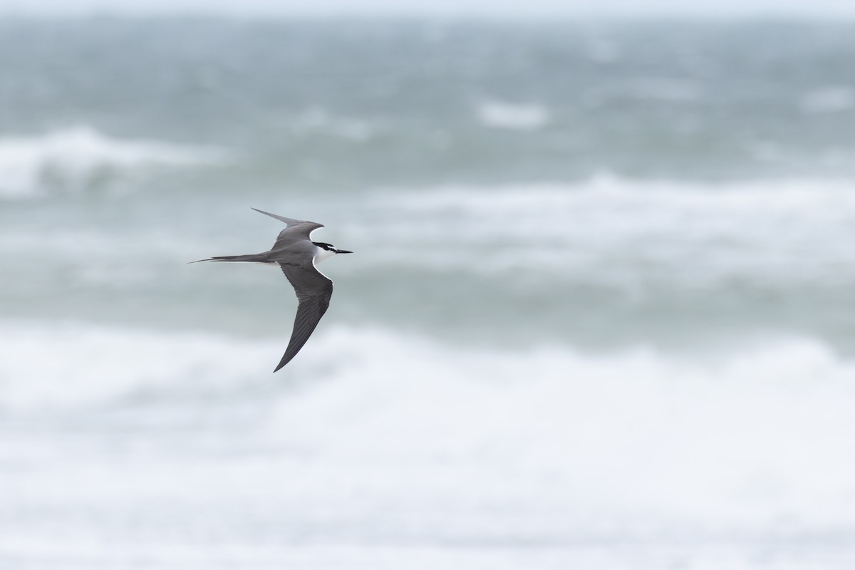 Bridled Tern - ML641838927
