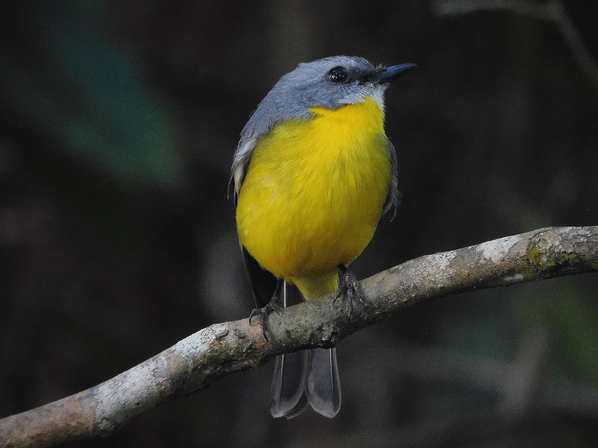 Eastern Yellow Robin - ML641838937