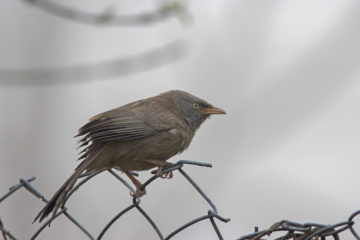 Jungle Babbler - ML641838939