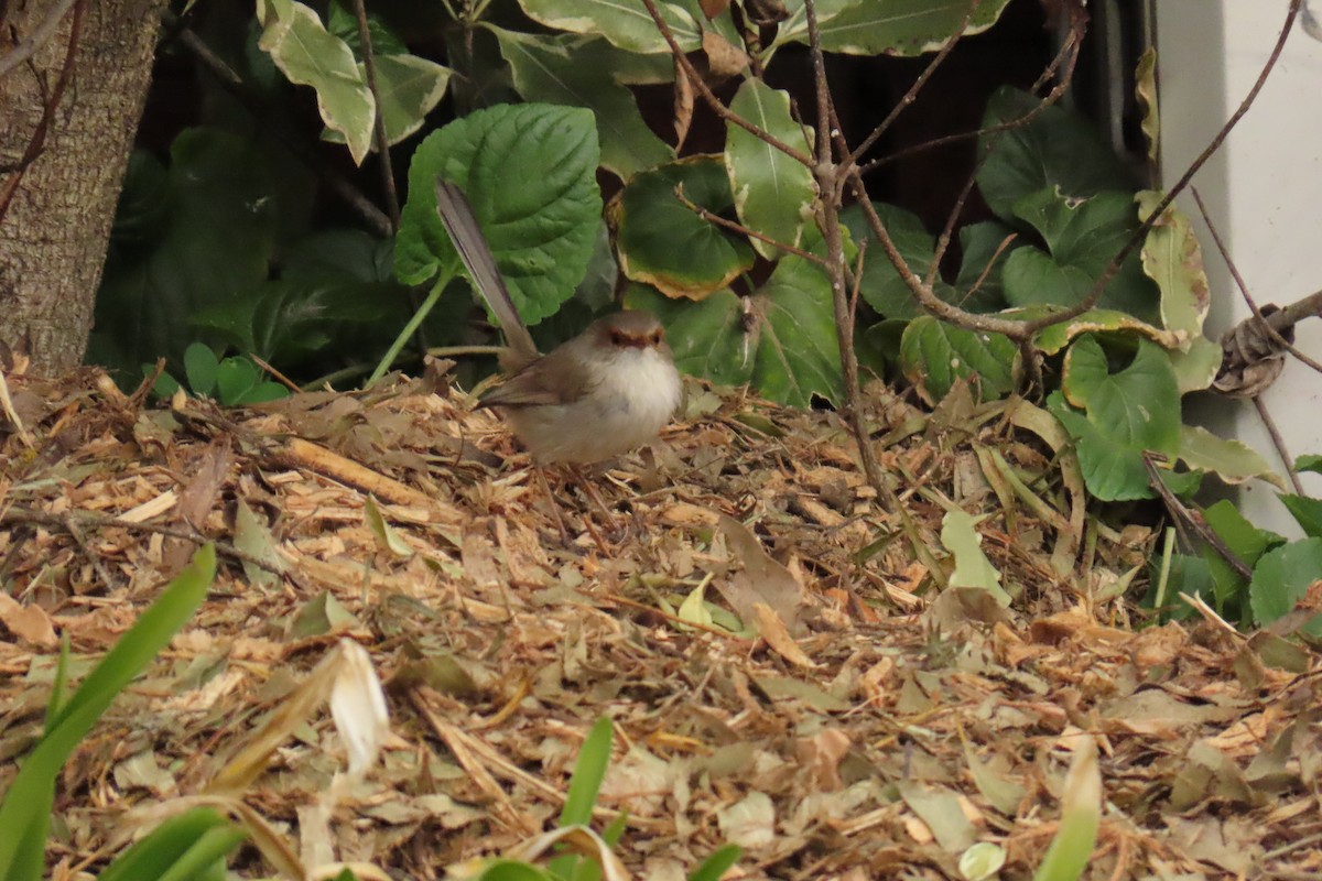 Superb Fairywren - ML641838940