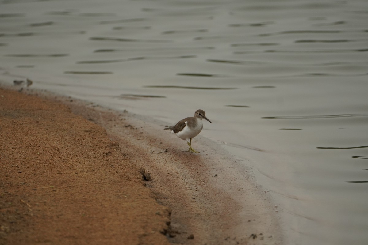 Common Sandpiper - ML641838944