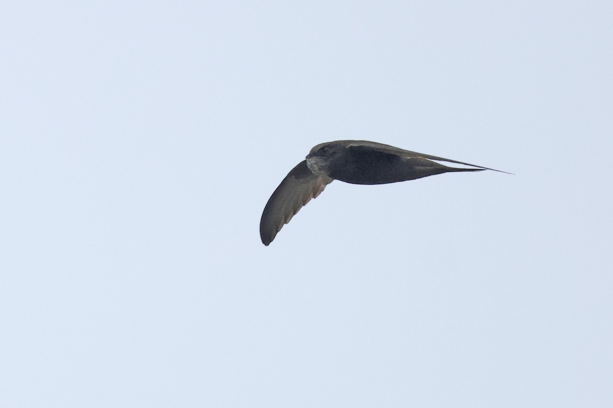 Common Swift - ML641838945