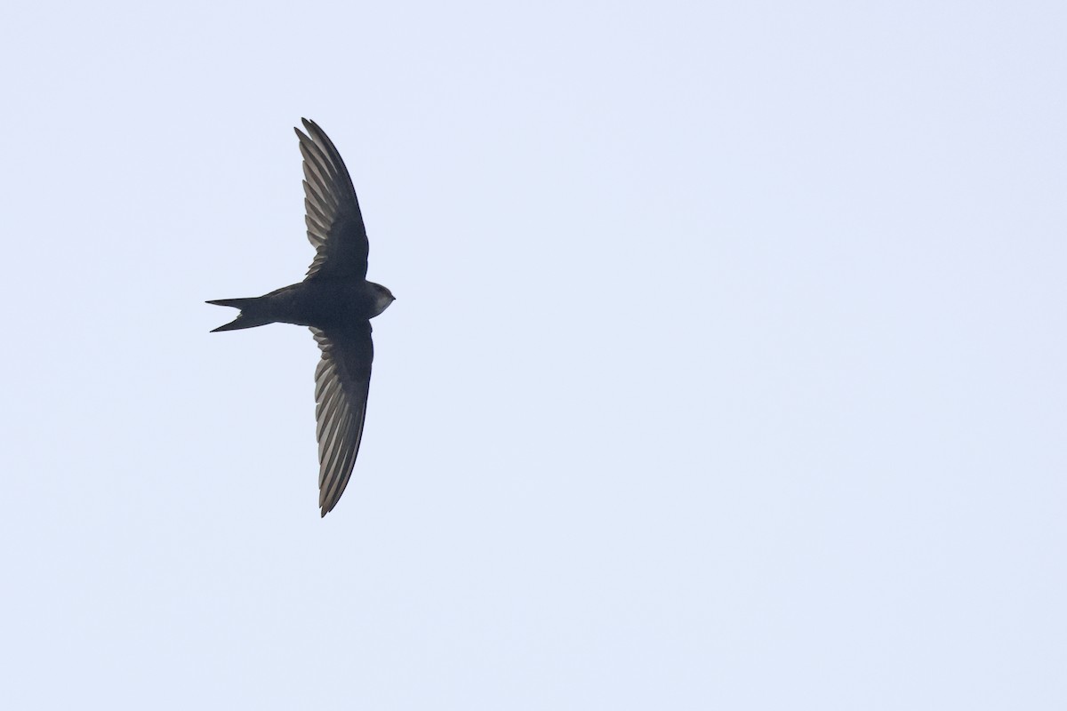 Common Swift - ML641838946