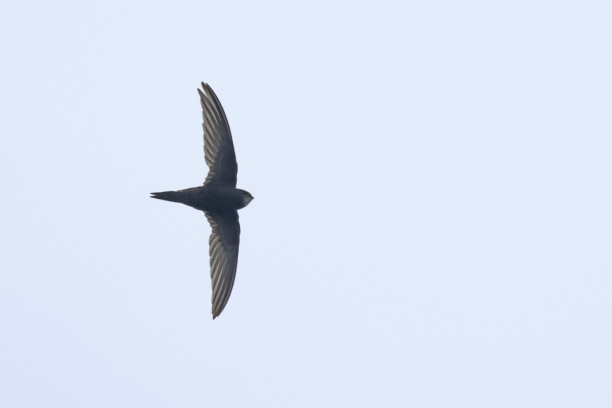 Common Swift - ML641838947