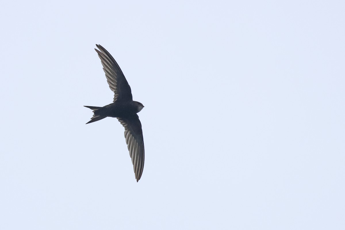 Common Swift - ML641838948