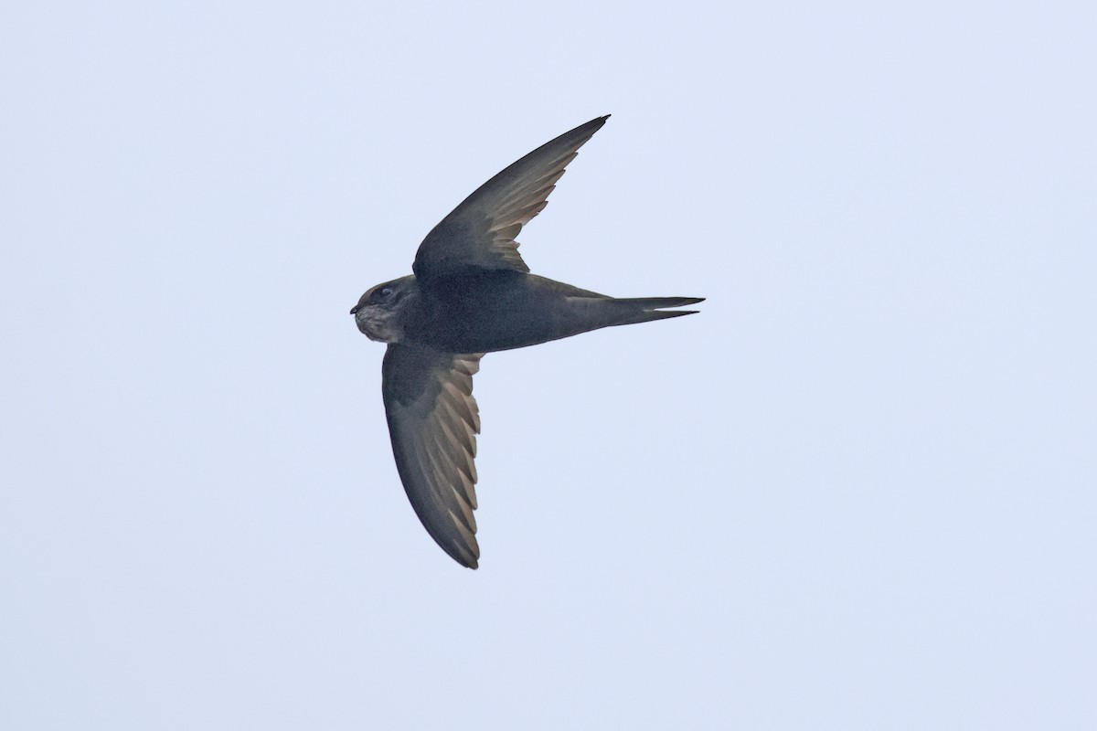 Common Swift - ML641838949