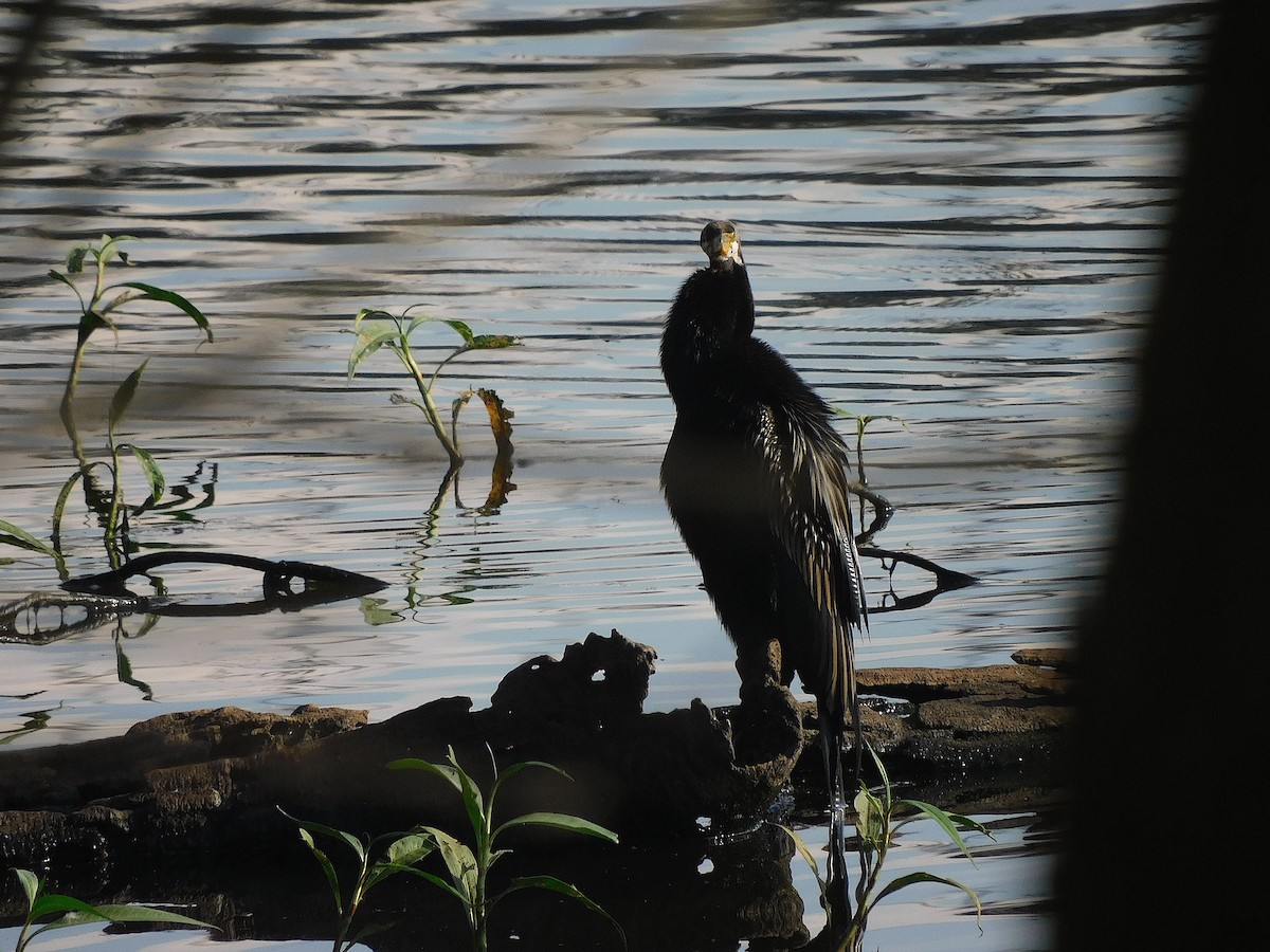 Australasian Darter - ML641838951
