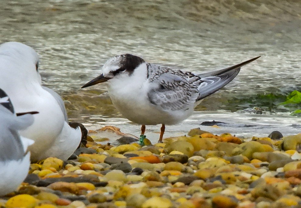 Little Tern - ML641838952