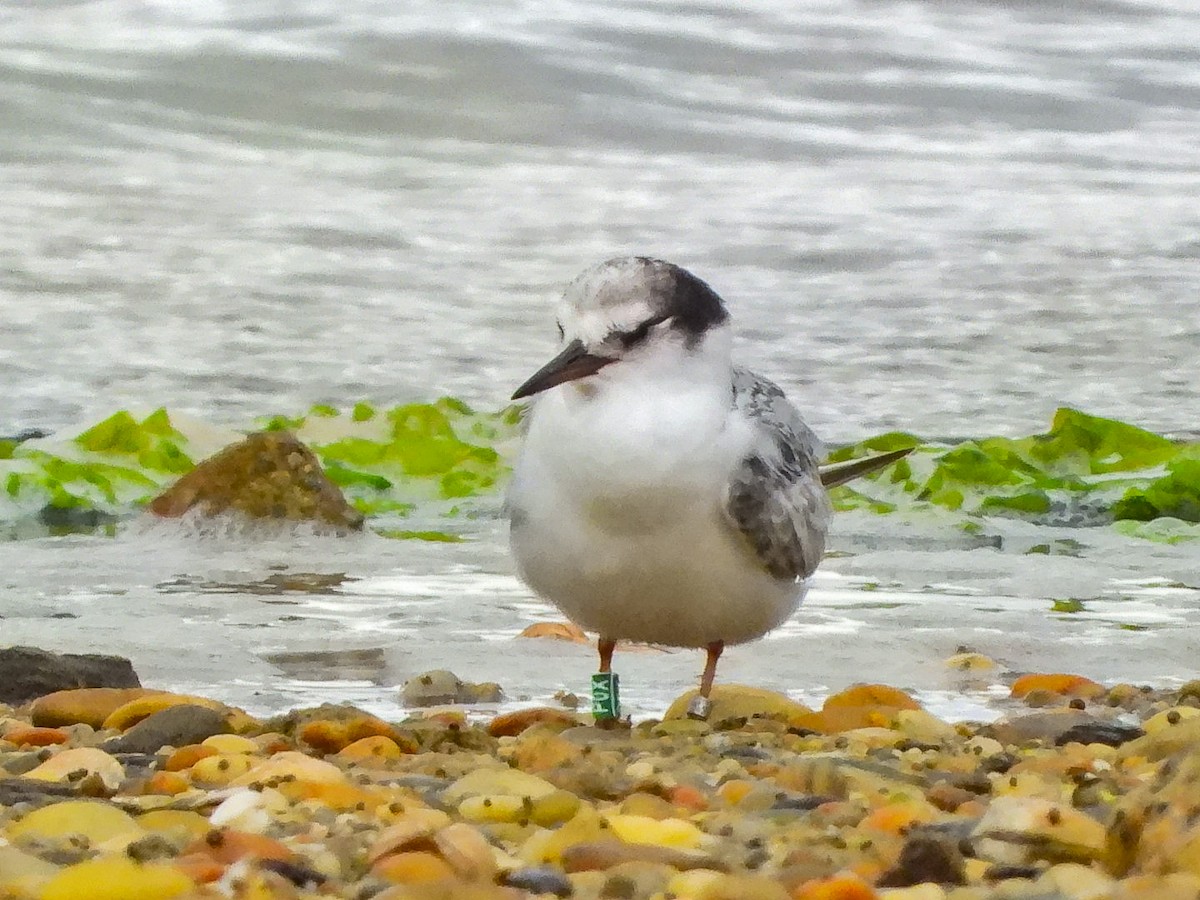 Little Tern - ML641838953