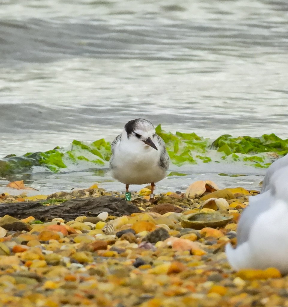 Little Tern - ML641838954