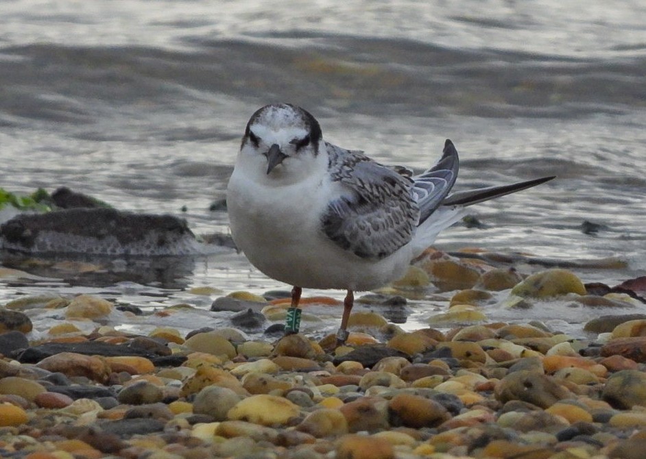 Little Tern - ML641838955