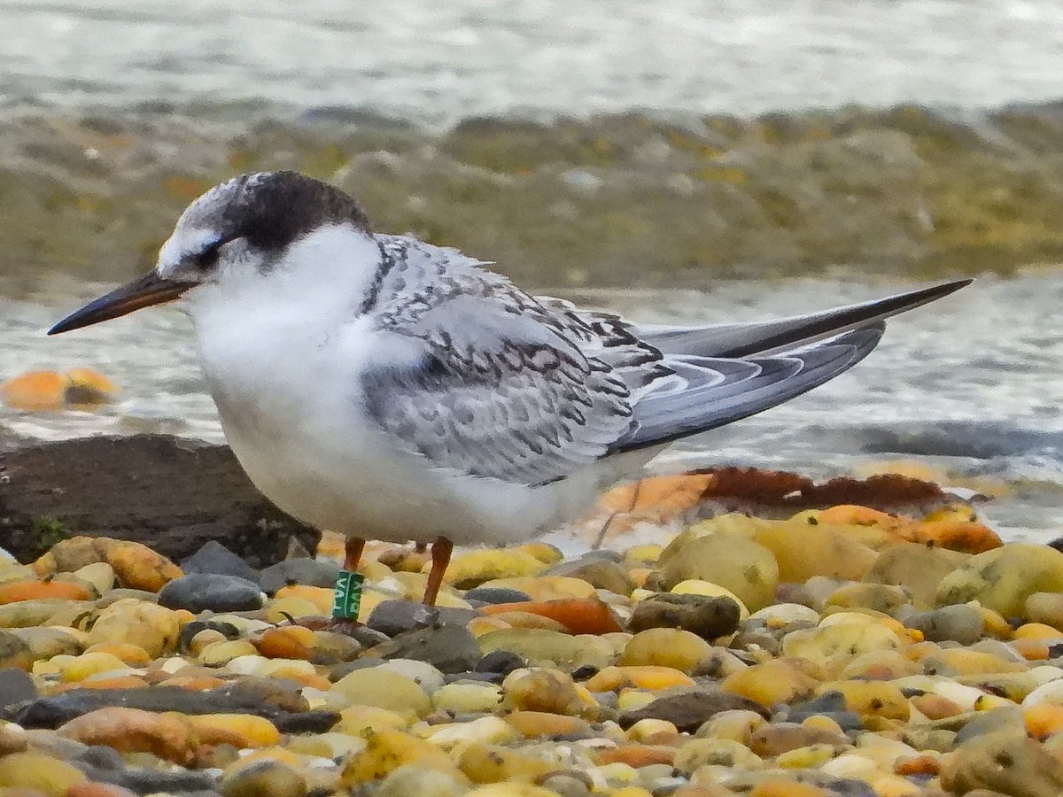 Little Tern - ML641838956