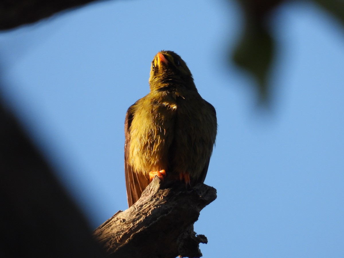 Bell Miner - ML641838957