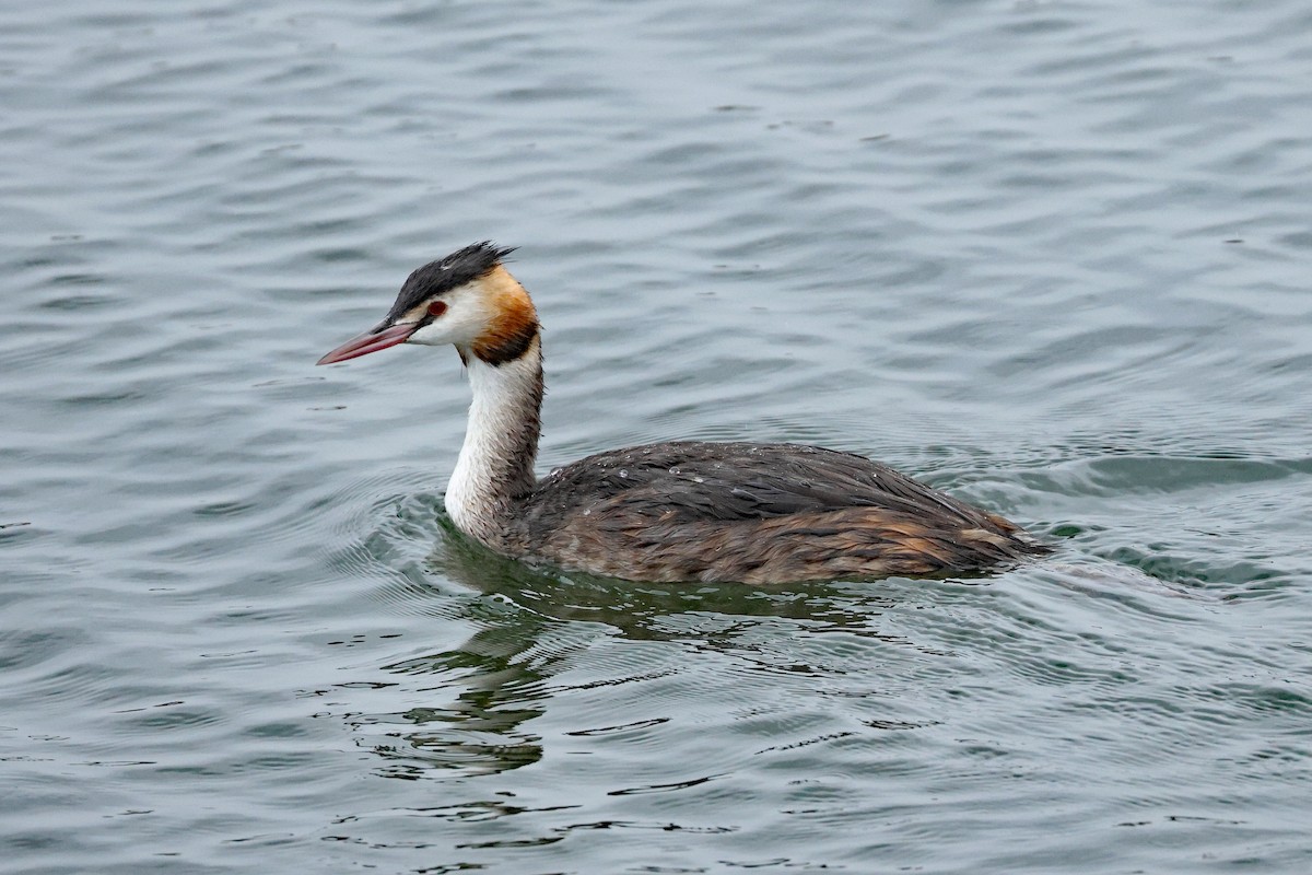 Great Crested Grebe - ML641838958