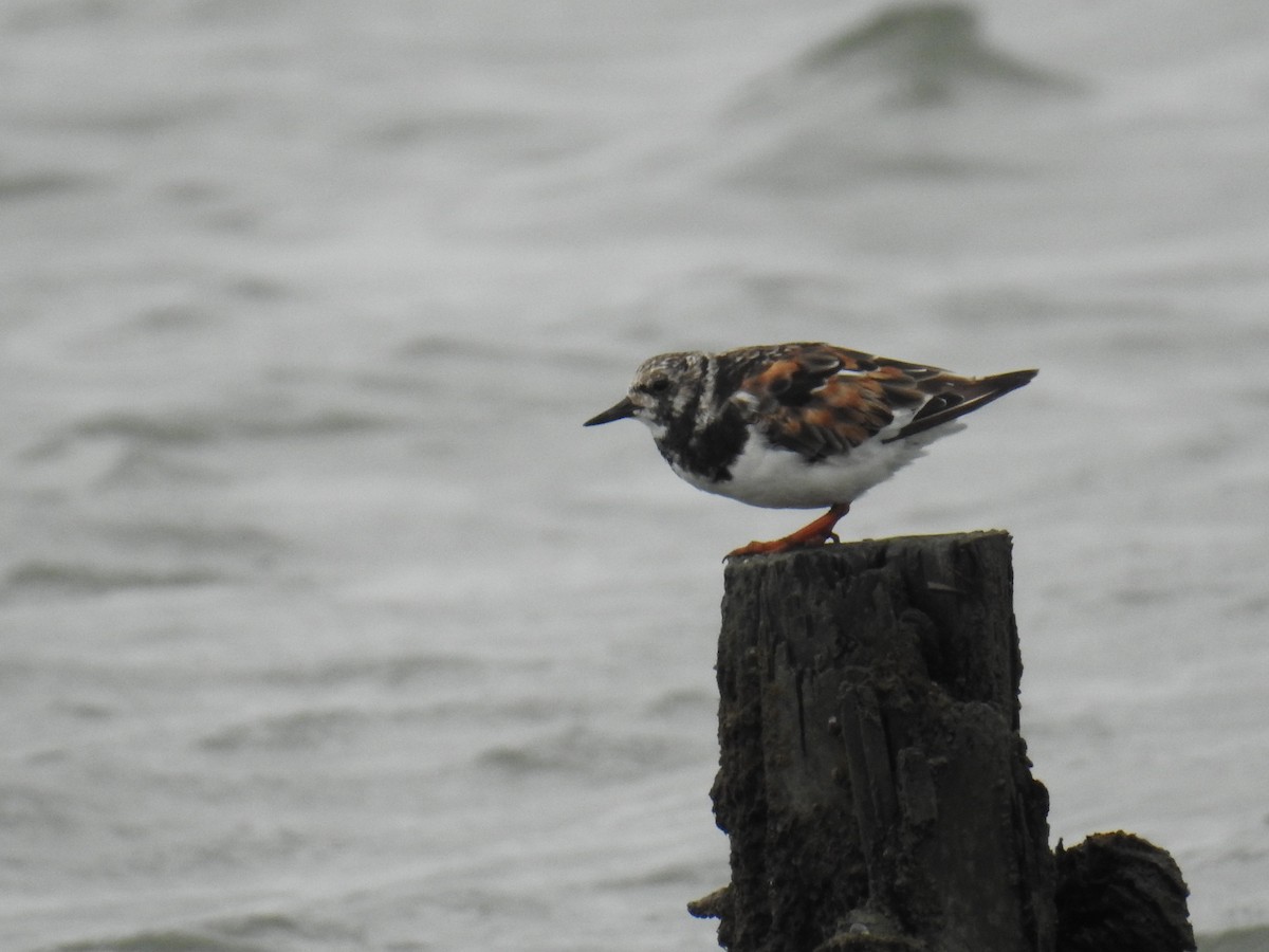 Ruddy Turnstone - ML641838969