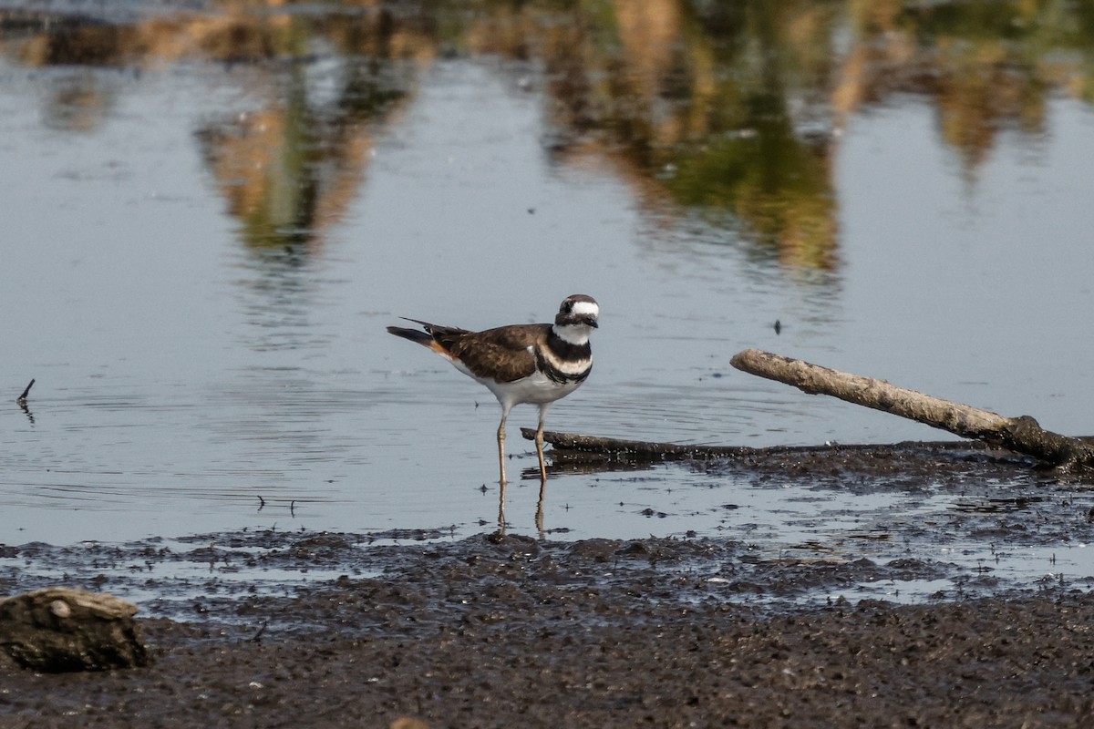Killdeer - ML641838970