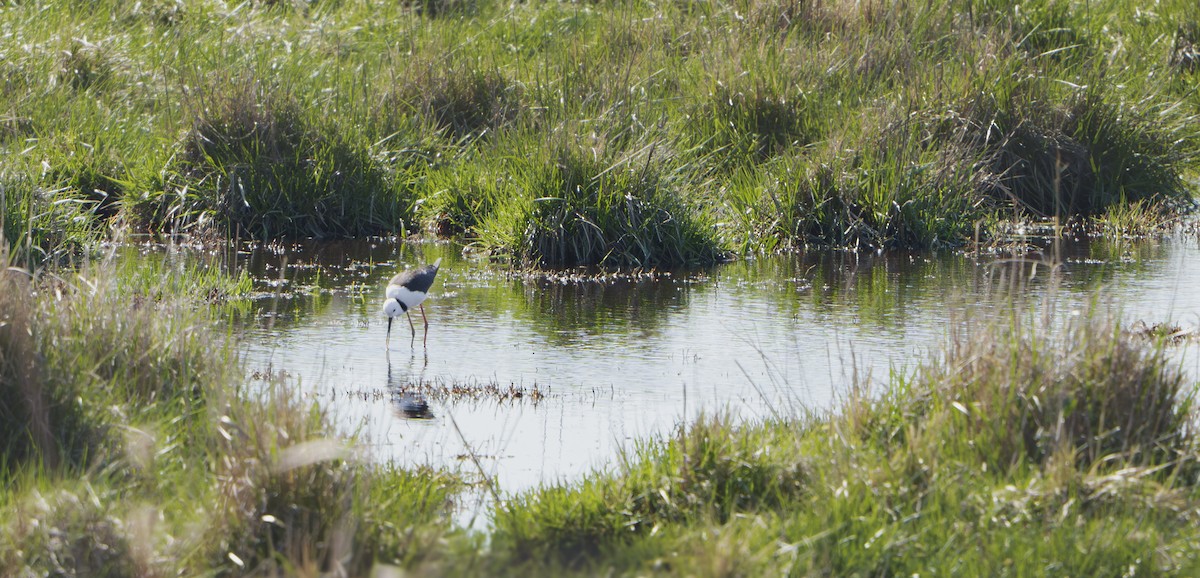 Pied Stilt - ML641838971