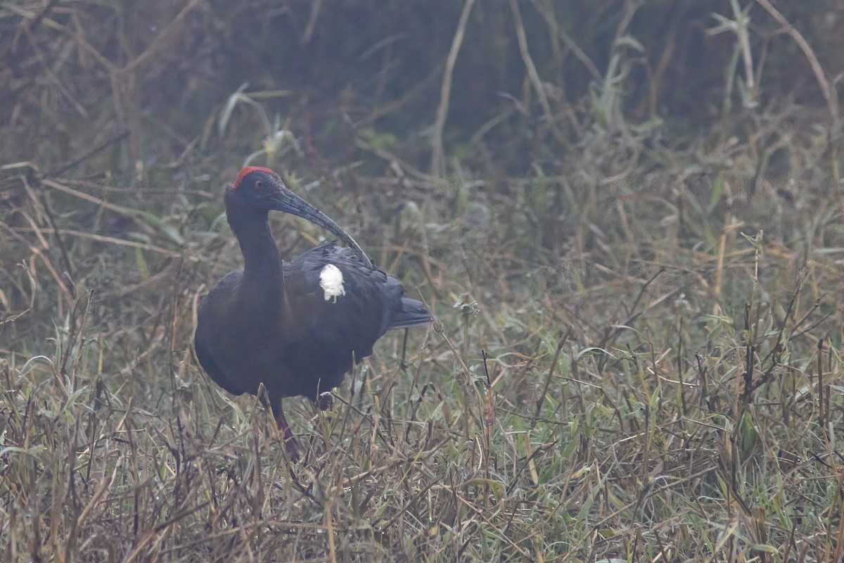 Red-naped Ibis - ML641838973