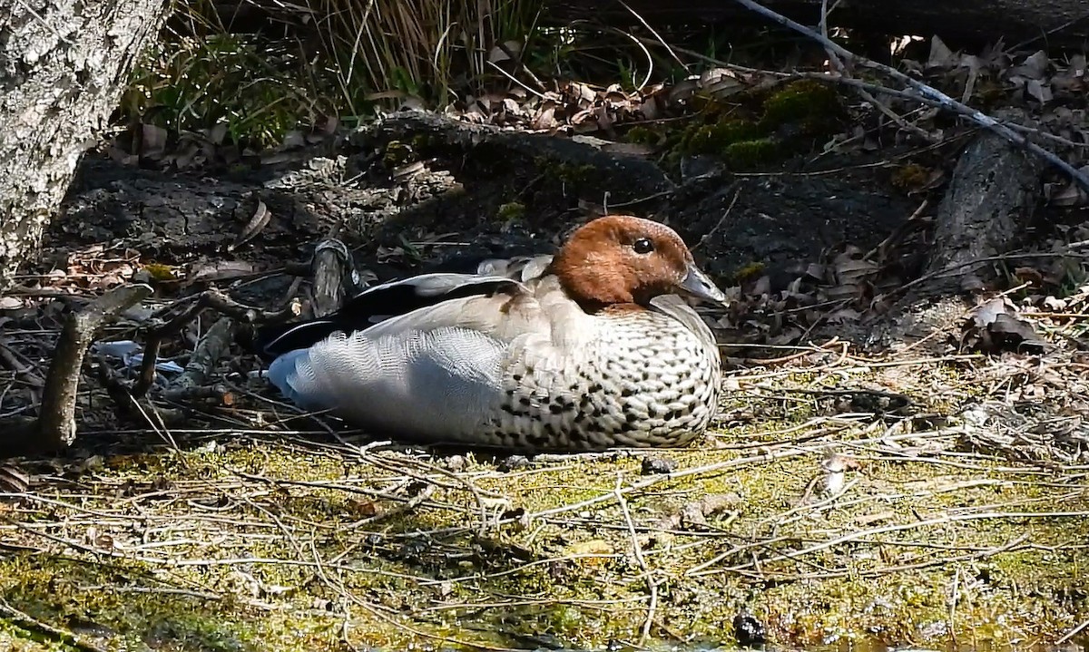 Maned Duck - ML641838975
