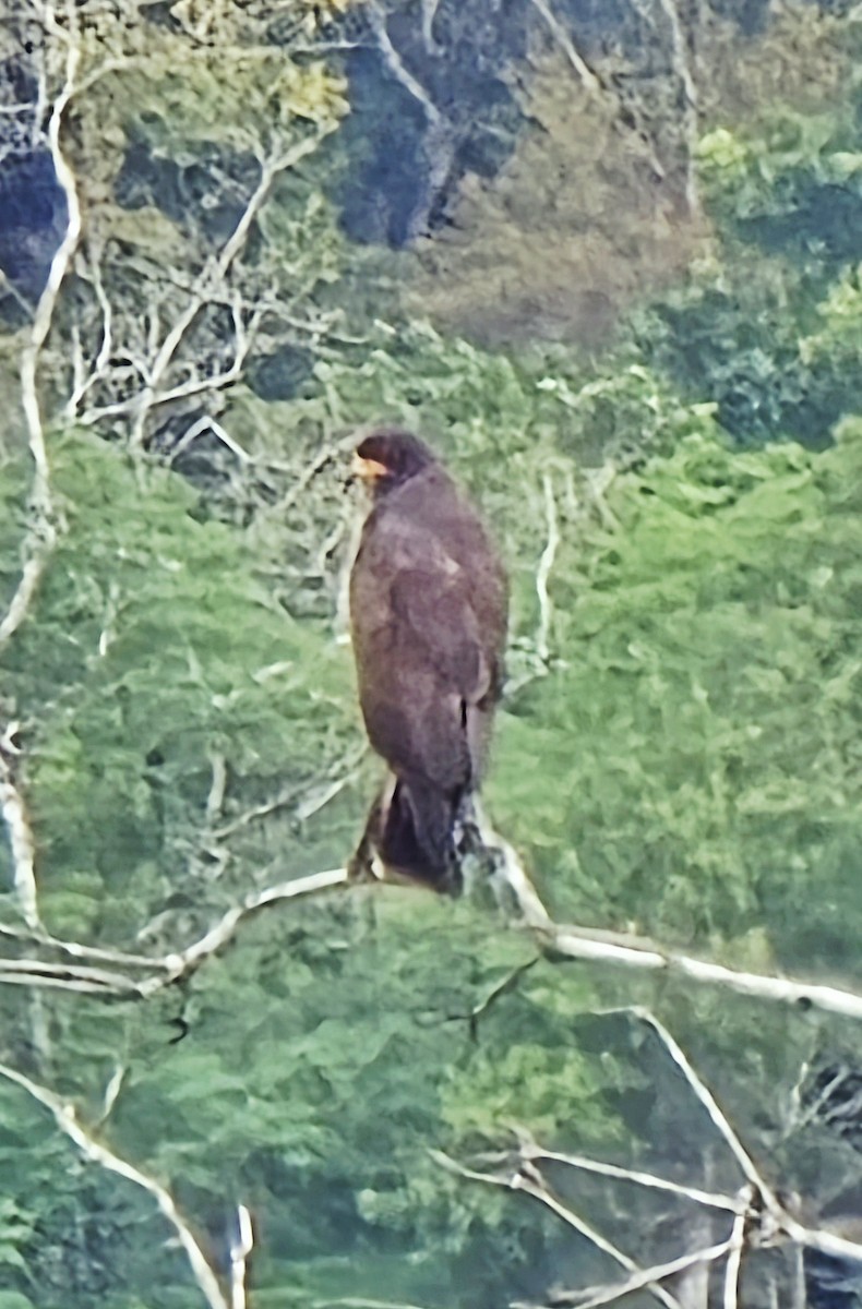Snail Kite - ML641838978