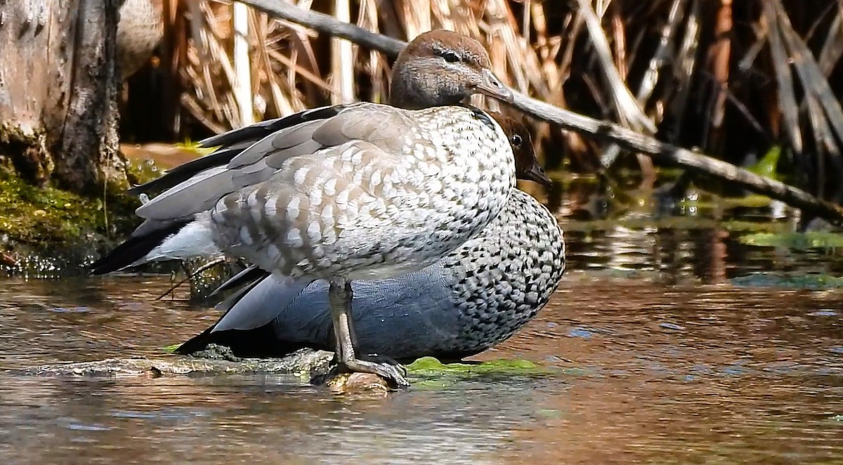 Maned Duck - ML641838979