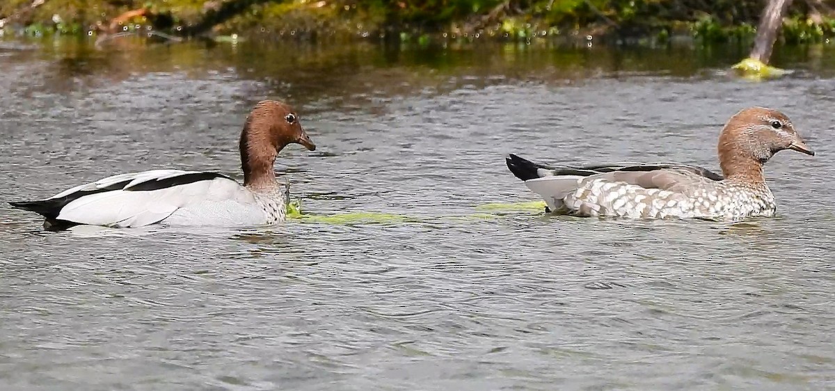 Maned Duck - ML641838980