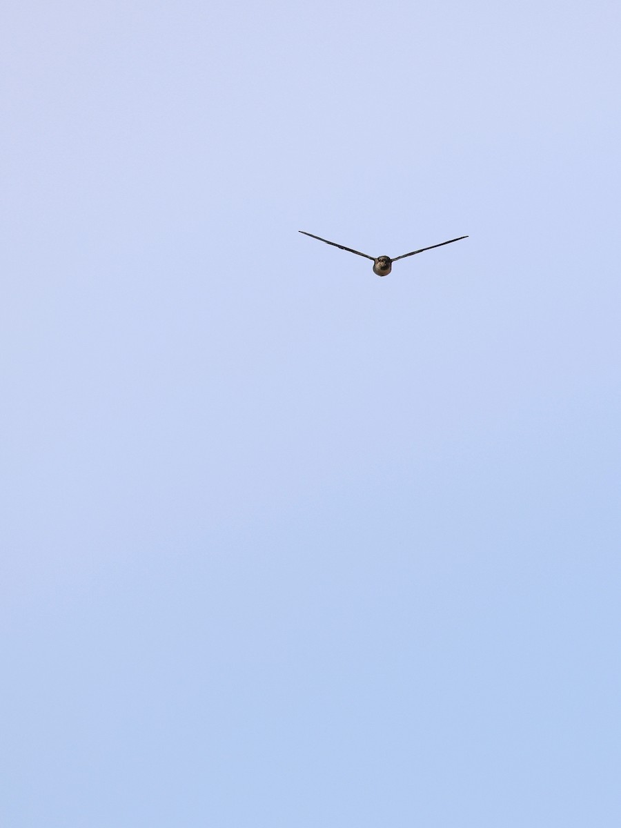 Indian Swiftlet - ML641838987